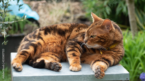 Tres Beau Chat Bengal Qui Joue Dans Le Jardin Et Qui Pren Le Soleil Wall Mural Francisco