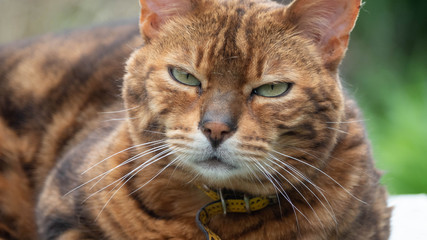 tres beau Chat Bengal qui joue dans le jardin et qui pren le soleil.
