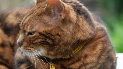 tres beau Chat Bengal qui joue dans le jardin et qui pren le soleil.