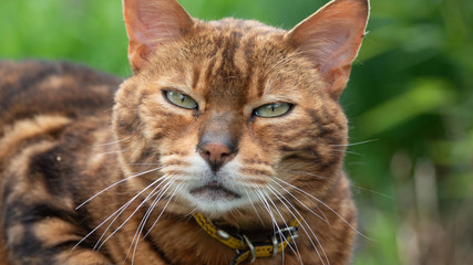 Tres Beau Chat Bengal Qui Joue Dans Le Jardin Et Qui Pren Le Soleil Wall Mural Francisco Tres Beau Chat Bengal Qui Joue Dans Le Jardin Et Qui Pren Le Soleil Wall Mural Francisco