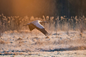 Common crane in wild nature