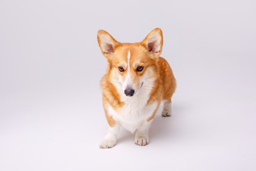 dog on white background