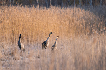 Common crane in wild nature