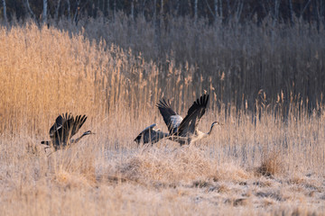 Common crane in wild nature