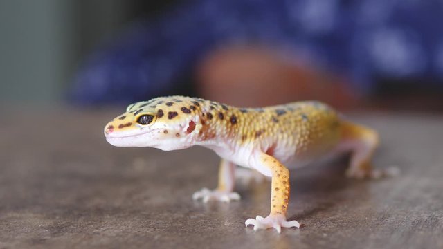 Close up of leopard gecko isolated on a wooden surface. Lizard calmly breathing and moving.