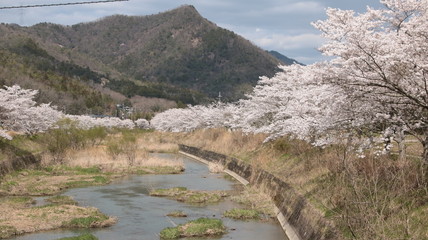 Fototapeta na wymiar 三田市の桜