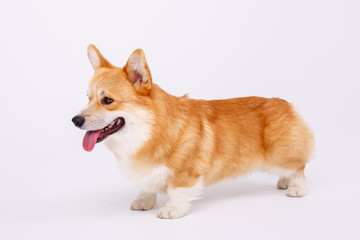welsh corgi pembroke dog isolated on white background