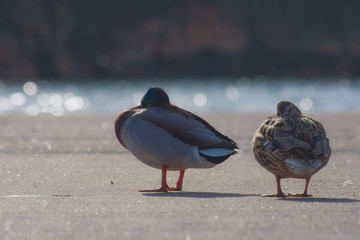 Ducks, female and male, birds walk on the concrete platform, duck, nature, water in the background,...
