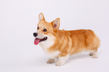 welsh corgi pembroke dog isolated on white background