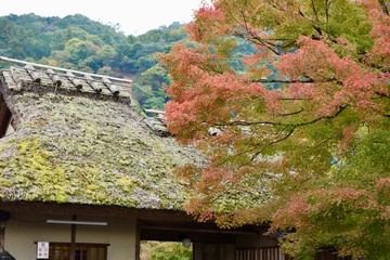 京都嵐山の秋