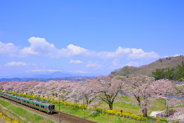 Naklejka premium 桜 宮城 船岡城址公園より展望