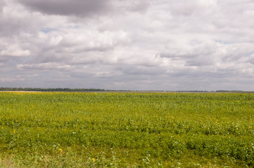 Sunflowers. There are many yellow sunflowers around. Meadow in the early autumn. Gold colors. Green forest and mountains far away. Calm blue heaven with no clouds above