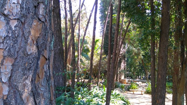 oiapoque sights -among woods-
