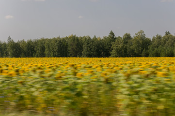 Sunflowers. There are many yellow sunflowers around. Meadow in the early autumn. Gold colors. Green forest and mountains far away. Calm blue heaven with no clouds above