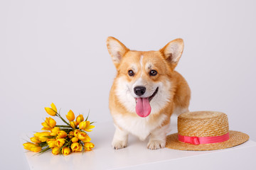 welsh corgi pembroke dog with a bouquet of spring flowers in a sale hat isolated on white background