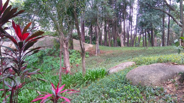 oiapoque sights -red sparks among greens-