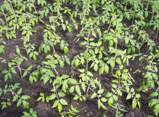 A lot of young tomato seedlings in black soil. Small green bushes in the greenhouse. Growing vegetables.