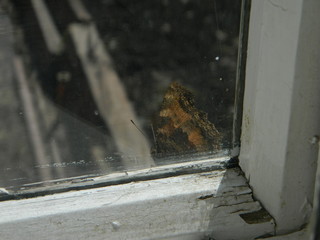 A butterfly sits on the window frame