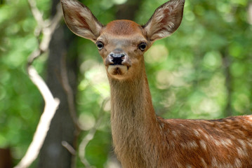 Portrait de petits daims au milieu d'une foret en Europe durant l'&eacute;t&eacute;.