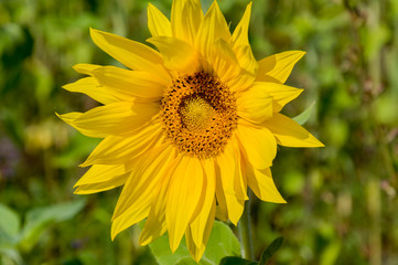 Fototapeta premium Sunflowers. There are many yellow sunflowers around. Meadow in the early autumn. Gold colors. Green forest and mountains far away. Calm blue heaven with no clouds above