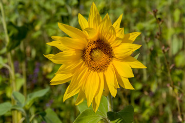 Sunflowers. There are many yellow sunflowers around. Meadow in the early autumn. Gold colors. Green forest and mountains far away. Calm blue heaven with no clouds above