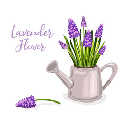 spring flowers hyacinths lavender
