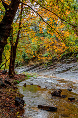 Fototapeta premium Beautiful lush forest with a river running through lazily 