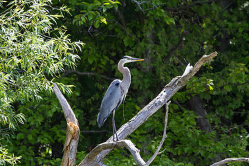 Great Blue Heron perched on a dead willow limb.