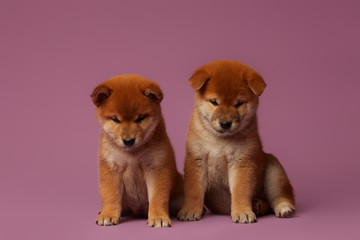 Little shiba inu puppies at pink background