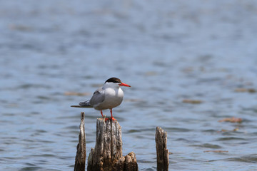 Common Tern perched on a wooden bridge piling.  