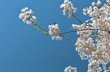 blooming cherry tree