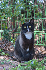 black and white cat on the grass