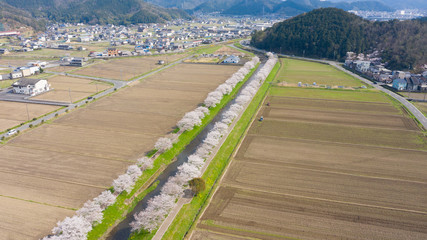 岐阜県 山県市 桜並木 ドローン空撮