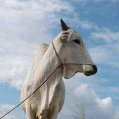 Obraz na płótnie Canvas Horse white