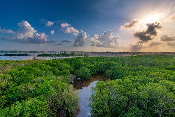 Naklejka premium Ru Cha rare and precious mangrove forest is located in Huong Phong commune, Huong Tra district, Thua Thien Hue province, Vietnam.