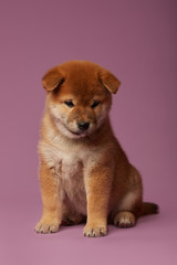Fototapeta premium Little shiba inu puppies at pink background