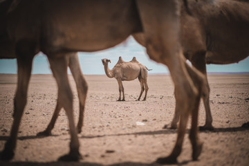 Camel in desert