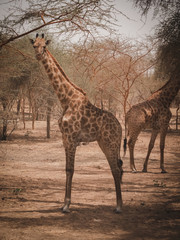 Giraffe