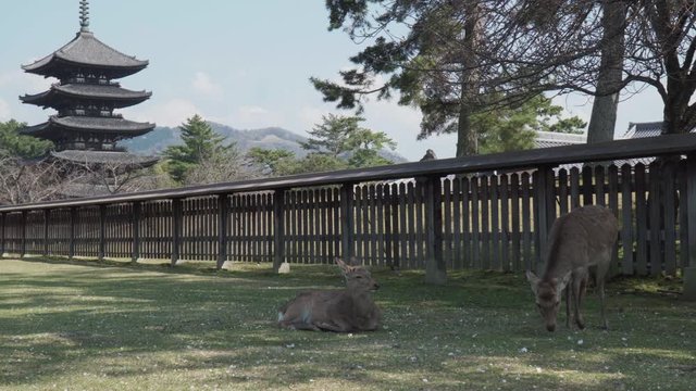 Group of deer in park Nara, Japan Kofukuji Pagoda background.