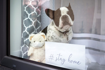 French bulldog sit by the window with teddy bear in protective mask and stay home sign. The concept of a pandemic coronavirus quarantine.