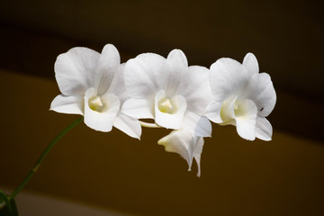 Fototapeta premium Beautiful white Orchid flower with brown blurry background