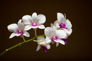 Fototapeta na wymiar Beautiful white with pink mix Orchid flower with blurry brown background, Orchid,