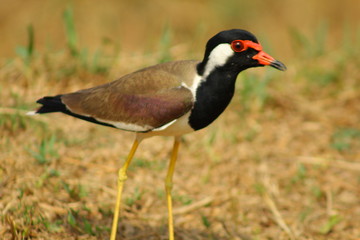 The Red bird
