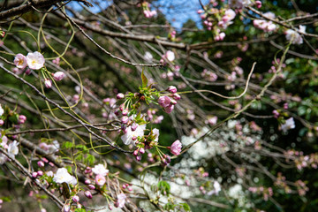 早生桜　松前早咲