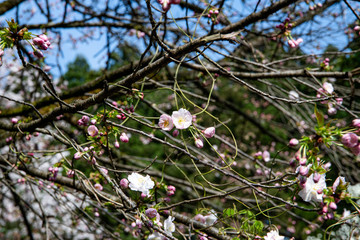 早生桜　松前早咲