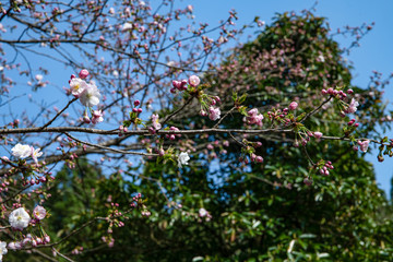 早生桜　松前早咲