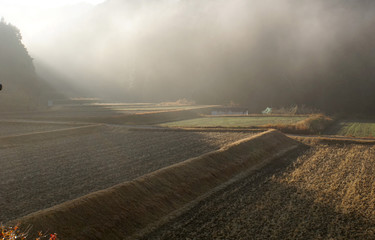 霧の朝