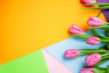 Spring flower pink tulips