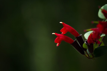 Beautiful red flower with green blurry background, Orchid, .