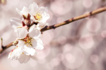 Flowering trees, spring flower in pastel processing, space for text